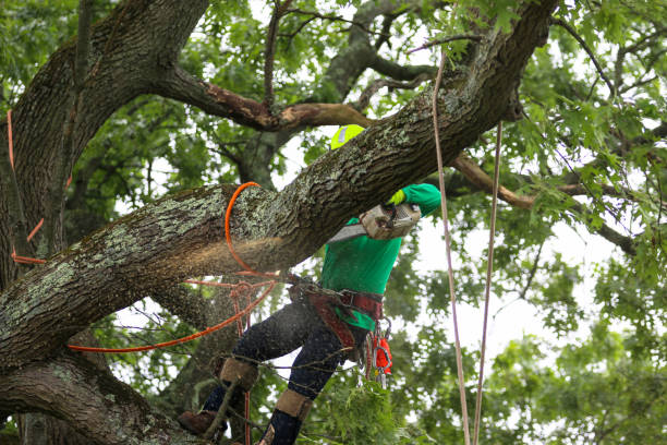 Best Lawn Dethatching  in USA